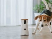 Want To Interact with Your Dog While At Work? A Pet Camera Can Help! interact with your dog while at work