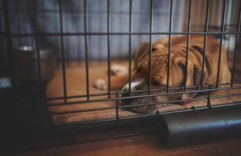 10 Ways to Stop a Dog Pooping in a Crate 10 Ways to Stop a Dog Pooping in a Crate featured image