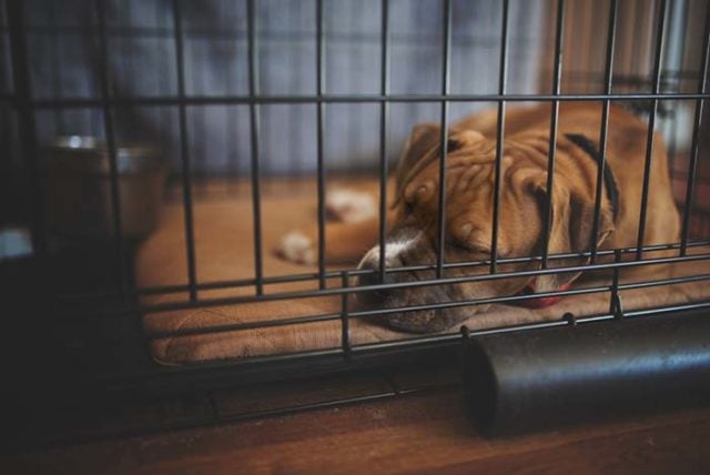 Puppy going to hot sale bathroom in crate