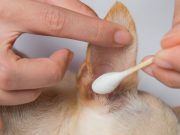 The Best Ear Cleaners for Dogs Best Ear Cleaner for Dogs