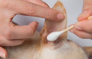 The Best Ear Cleaners for Dogs Best Ear Cleaner for Dogs