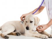 New Canine Flu Vaccine Developed After Major Animal Shelter Shutdown Canine Flu Shuts Down Major Chicago Shelter – But a New Vaccine Has Been Developed