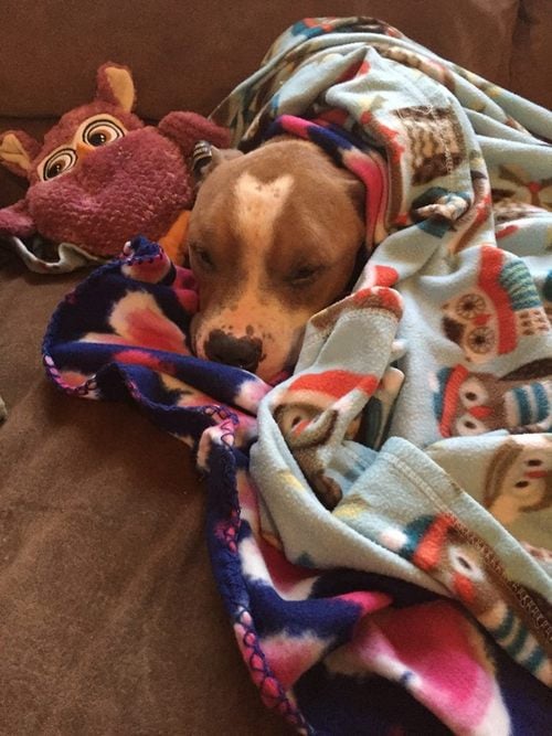 Check Out This Dog Who Can’t Stop Snuggling Her Rescuer