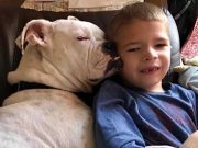 Deaf Dog and Non-Verbal Boy Learned to Speak Through Sign Language Deaf Dog and Boy