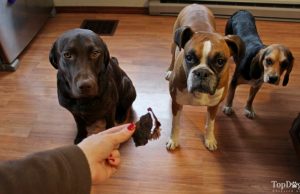 Recipe: Dehydrated Chicken Liver Dog Treats Dehydrated Chicken Liver Dog Treats Recipe