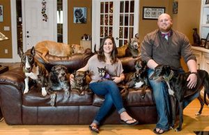 Dog Parents Build Enormous Dog Bed for 8 Rescue Pups Dog Megabed