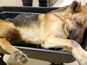 Dog Surrendered and Dying in a Wheelbarrow Receives Miraculous Rescue Dog Surrendered and Dying in a Wheelbarrow Receives Miraculous Rescue