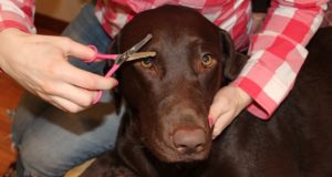 How to Trim Your Dog’s Face Hair with Scissors Guide on How to Trim Your Dog's Face Hair with Scissors