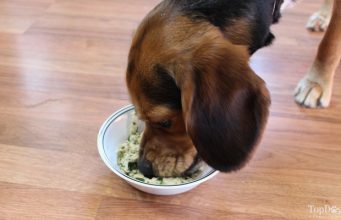 Recipe: Homemade Dog Food for Sensitive Stomach how to switch dog food