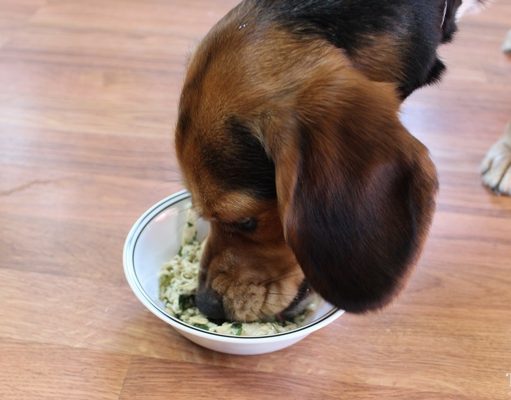 Recipe: Homemade Dog Food for Sensitive Stomach how to switch dog food