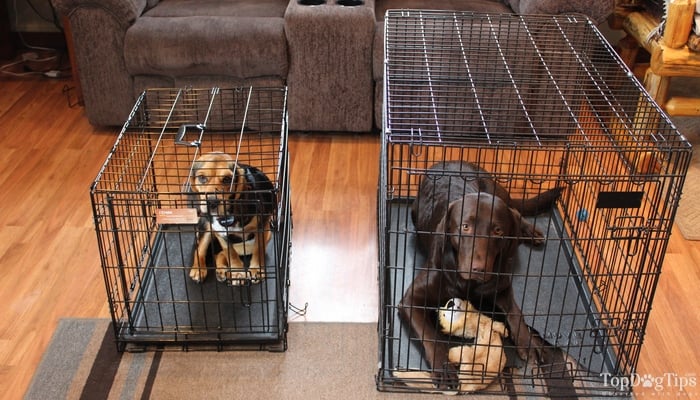 Dog Crate Sizes How to Size a Dog Crate and Buy the Right Fit