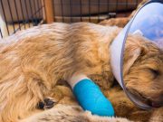 Meet the Group of Second-Graders Who Helped Save an Injured Dog Meet the Group of Second-Graders Who Helped Save an Injured Dog