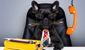 Business Pup DIY Halloween Costume Idea