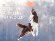30 World’s Most Talented Dogs Most Talented Dog Breeds in the World