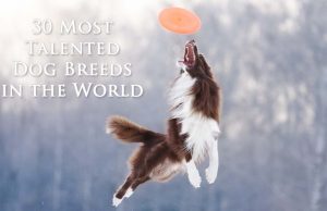 30 World’s Most Talented Dogs Most Talented Dog Breeds in the World