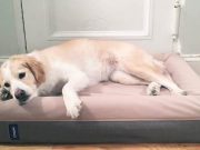 New Casper Dog Mattress is Guaranteed to Be the Comfiest Bed for Pups New Casper Dog Mattress is Guaranteed to Be the Comfiest Bed for Pups