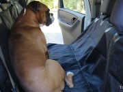 Review: Pettom Dog Car Seat Cover Pettom Dog Car Seat Cover