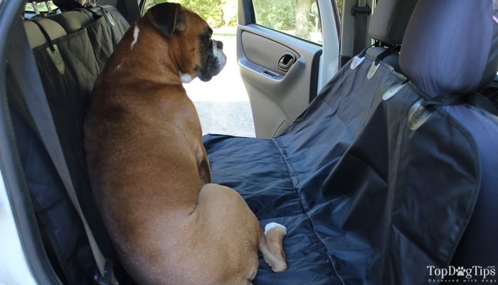 Car restraints outlet for dogs reviews