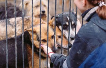27 Questions to Ask Yourself to Know If You’re Ready for a Dog Questions to Ask Yourself to Know If You're Ready for a Dog featured image