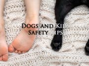 14 Safety Tips for Adopting a Dog When You Have Kids Safety Adopting Dog for Family with Kids
