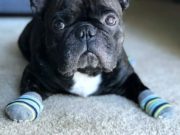 Top 5 Best Socks for Dogs Top 5 Best Socks for Dogs featured image