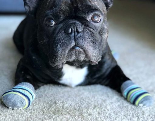 Top 5 Best Socks for Dogs Top 5 Best Socks for Dogs featured image