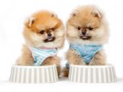 Top 5 Best Cheap Puppy Food Brands Top Best Cheap Puppy Food Brands