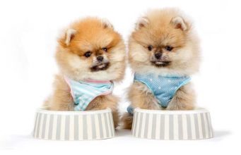 Top 5 Best Cheap Puppy Food Brands Top Best Cheap Puppy Food Brands