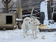 Watch a Dog Chained Up for 15 Years Finally Set Free for the First Time Watch a Dog Chained Up for 15 Years Finally Set Free for the First Time