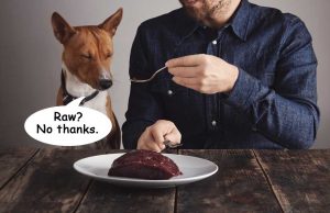 7 Reasons NOT to Feed Your Dog Raw Dog Food Why you should not feed raw dog food diet featured image