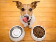 Top 5 Best Cheap Dog Food Bowls best cheap dog food bowls