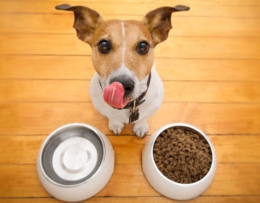 Top 5 Best Cheap Dog Food Bowls best cheap dog food bowls