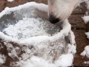 The Best Heated Water Bowls for Dogs best heated water bowl for dogs