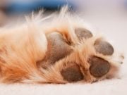 Top 5 Best Paw Protection Waxes for Dogs best paw protection wax for dogs