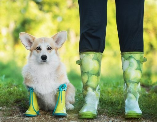 Top 5 Best Waterproof Boots for Dogs best waterproof dog boots