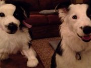 Wish Your Dog Could Have a Twin? Get a Cuddle Clone! Wish Your Dog Could Have a Twin? Cuddle Clone Can Make That Happen!