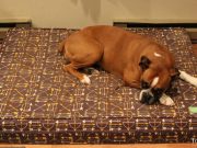 Review: eLuxurySupply Orthopedic Dog Bed eLuxurySupply Orthopedic Dog Bed Review