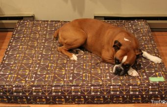 Review: eLuxurySupply Orthopedic Dog Bed eLuxurySupply Orthopedic Dog Bed Review