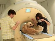 Study on How Dogs Understand Their Owners’ Emotions Scientific Studies Prove Dogs Understand Emotions