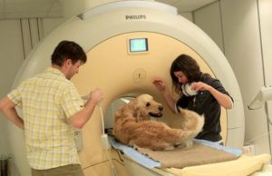 Study on How Dogs Understand Their Owners’ Emotions Scientific Studies Prove Dogs Understand Emotions