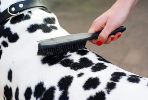 How to Groom a Dog 101 - The Largest Free All-in-One Course for Beginners How to Groom a Dog 101 - The Largest Free All-in-One Course for Beginners