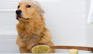 How to Groom a Dog 101 - The Largest Free All-in-One Course for Beginners How to Groom a Dog 101 - The Largest Free All-in-One Course for Beginners