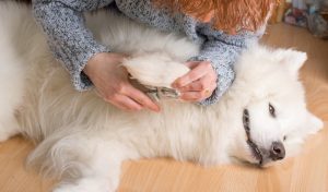 How to Groom a Dog 101 - The Largest Free All-in-One Course for Beginners How to Groom a Dog 101 - The Largest Free All-in-One Course for Beginners