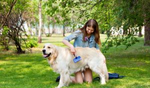 How to Groom a Dog 101 - The Largest Free All-in-One Course for Beginners How to Groom a Dog 101 - The Largest Free All-in-One Course for Beginners