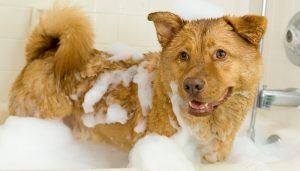 How to Groom a Dog 101 - The Largest Free All-in-One Course for Beginners How to Groom a Dog 101 - The Largest Free All-in-One Course for Beginners