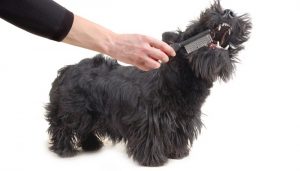 How to Groom a Dog 101 - The Largest Free All-in-One Course for Beginners How to Groom a Dog 101 - The Largest Free All-in-One Course for Beginners
