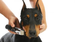 How to Groom a Dog 101 - The Largest Free All-in-One Course for Beginners How to Groom a Dog 101 - The Largest Free All-in-One Course for Beginners