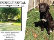 Awesome Florida Landlord Only Accepts Tenants with Large Dogs Awesome Florida Landlord Only Accepts Tenants with Large Dogs