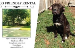Awesome Florida Landlord Only Accepts Tenants with Large Dogs Awesome Florida Landlord Only Accepts Tenants with Large Dogs