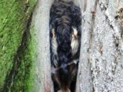 Destitute Dog Trapped In Wall Receives Happily-Ever-After Ending Destitute Dog Trapped In Wall Receives Happily-Ever-After Ending